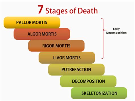 Accidental Death. . What are the different stages of rigor mortis